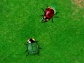 Beetle Wars för att spela online